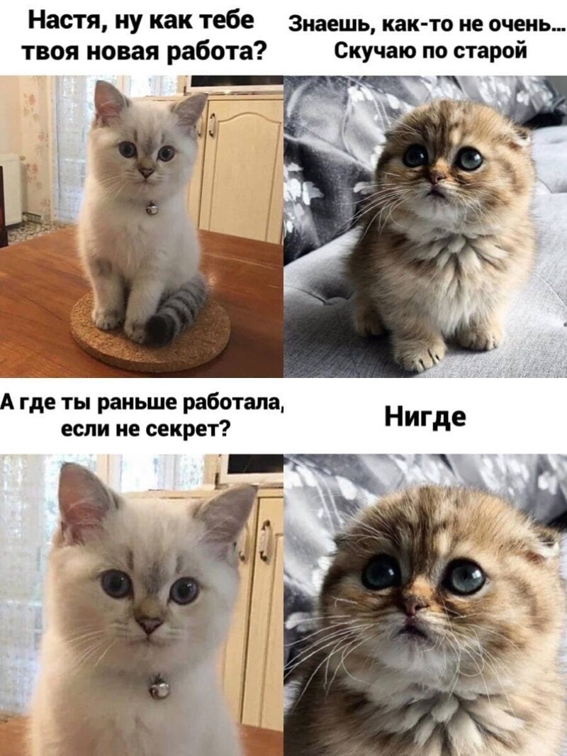 Забавные мемы с котами, которые поднимут вам настроение