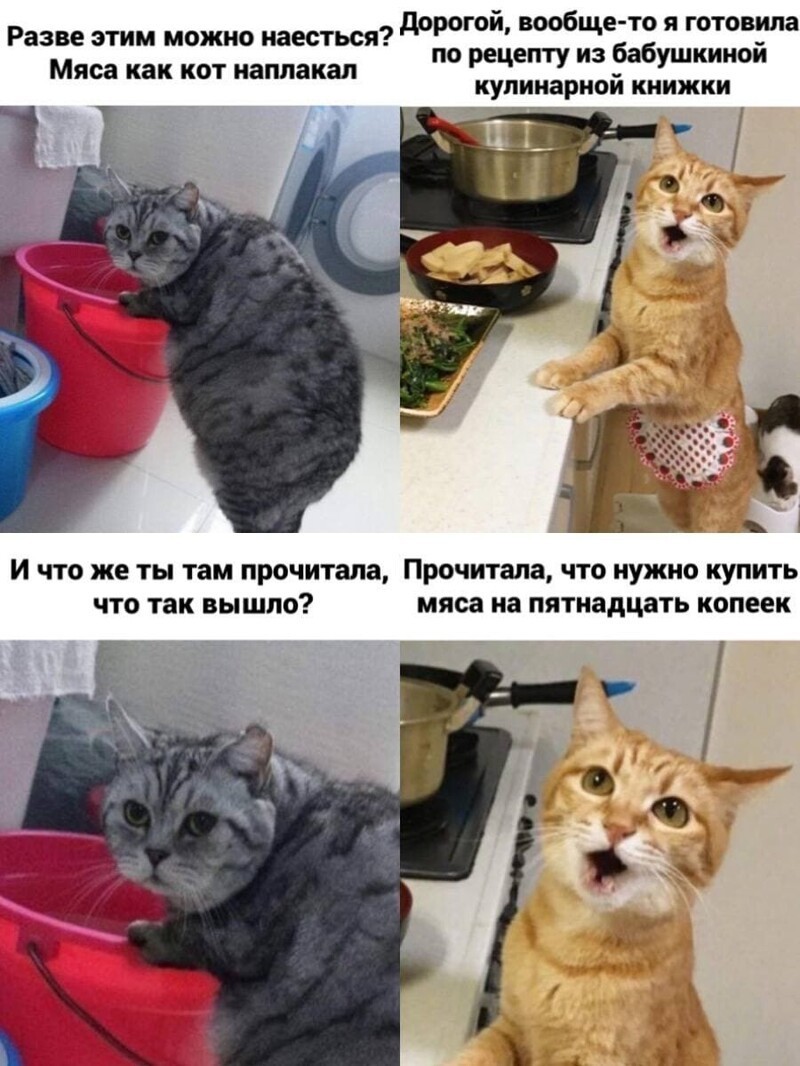 Прикольные мемы с котами