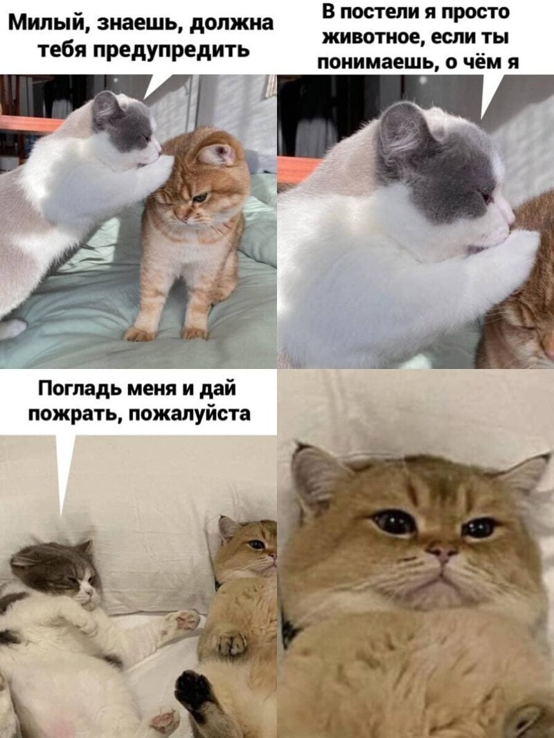 Забавные мемы с котами, которые поднимут вам настроение