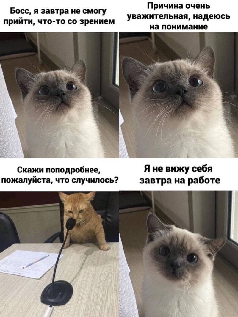Мемы с котиками