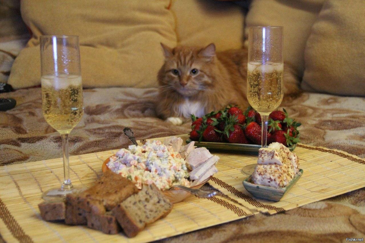 Романтический ужин с котом