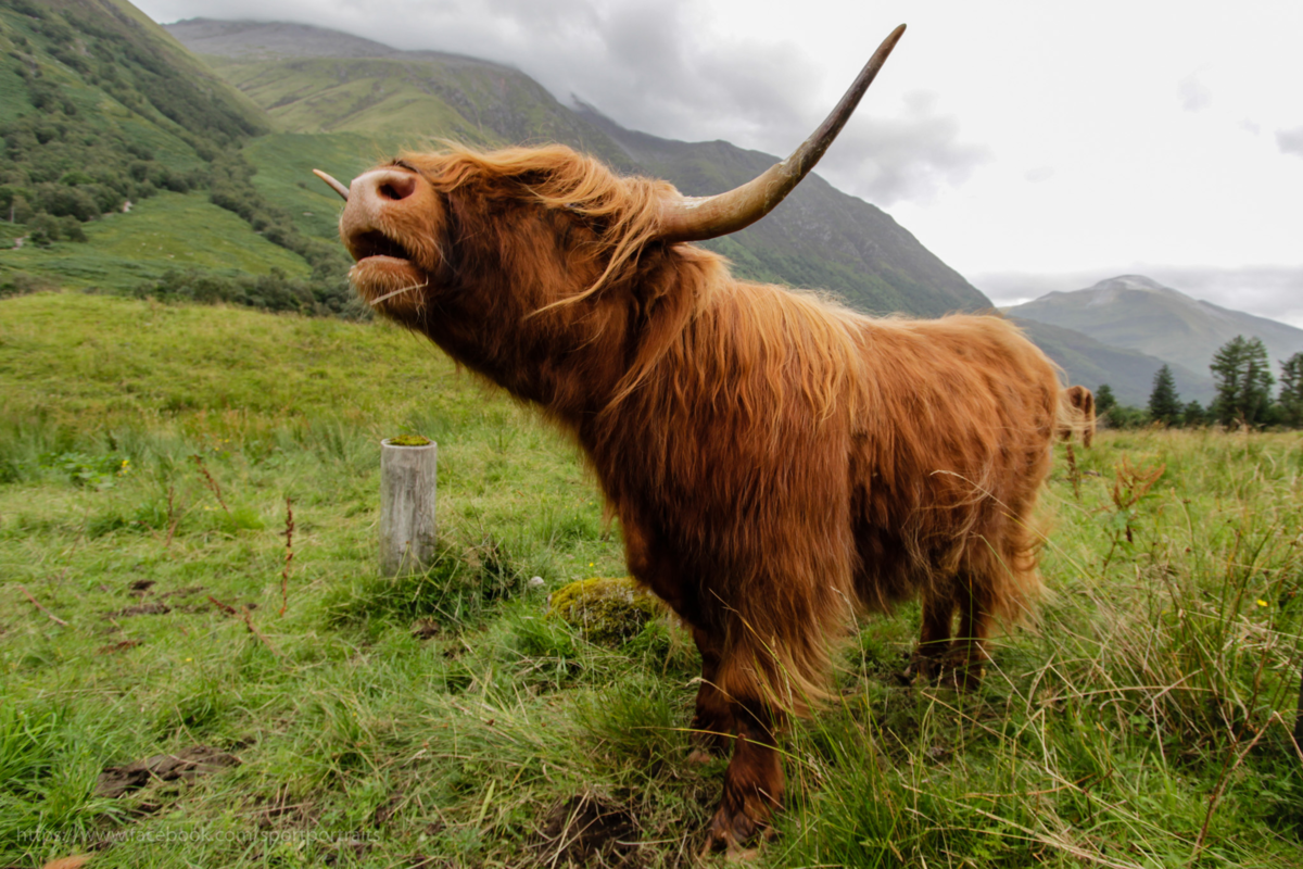 Scotland animal