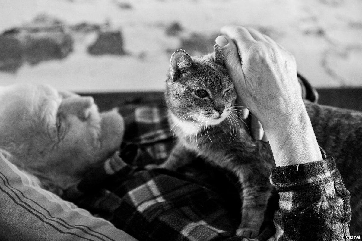 Включи человек и кот. "Чёрный кот и его человек". Фотограф пол Маккейн. Дедушка кот. Старик и кот. Трогательная кошка.