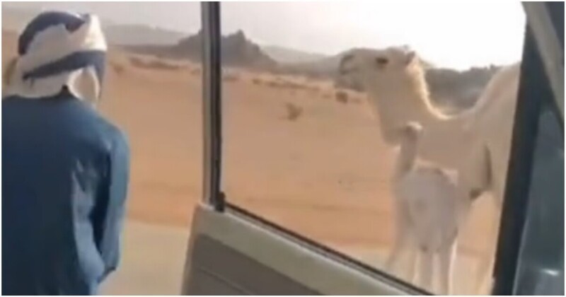 Быстрый способ убрать верблюда с дороги