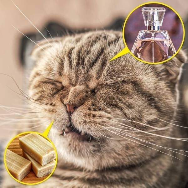 У кошек бывает аллергия на людей. Правда, она обычно связана не с самим человеком, а с его парфюмом или мылом