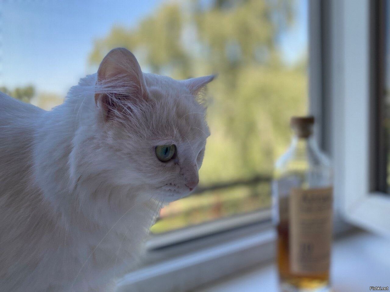 Десятилетний Арран