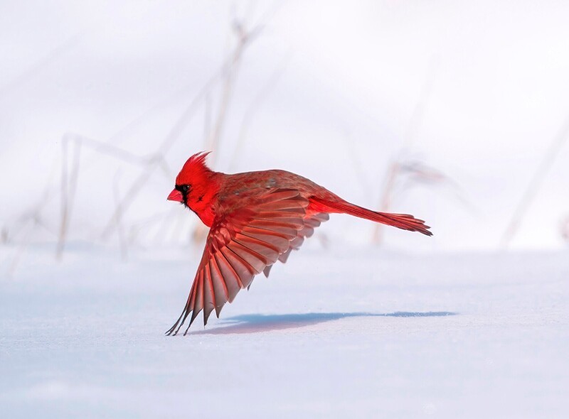 Красный кардинал, фотограф Steve Jessmore