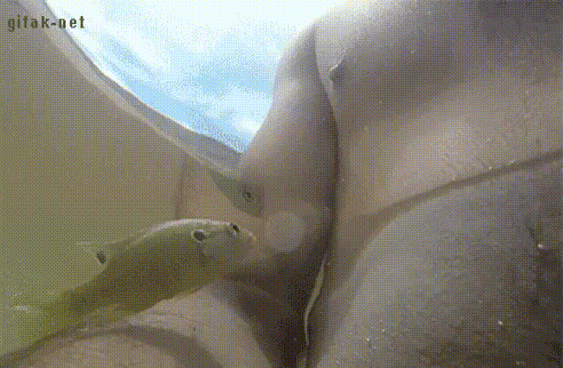 Рыбка не любит людей, особенно некоторые их части