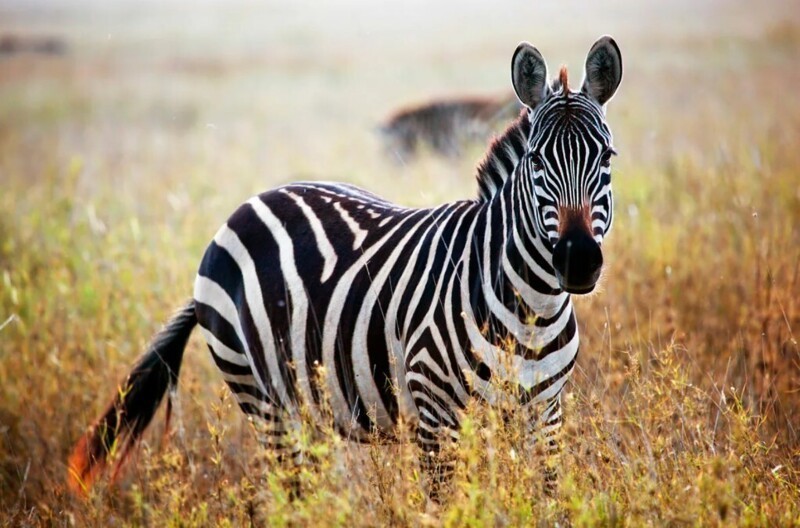Ученые наконец разгадали, зачем зебрам полоски