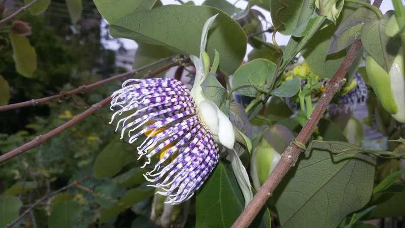 Пасифлора, Passiflora actinia