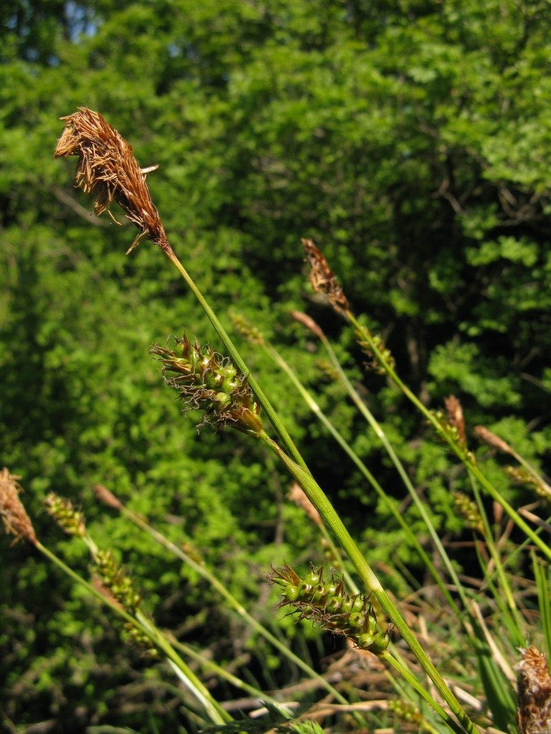 Осока парвская, Carex brevicollis