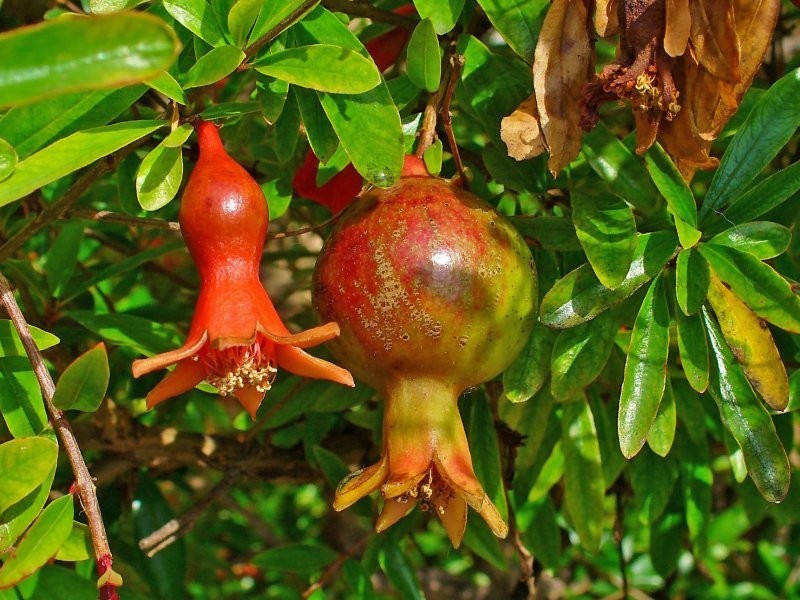 Punica granatum, Гранат обыкновенный