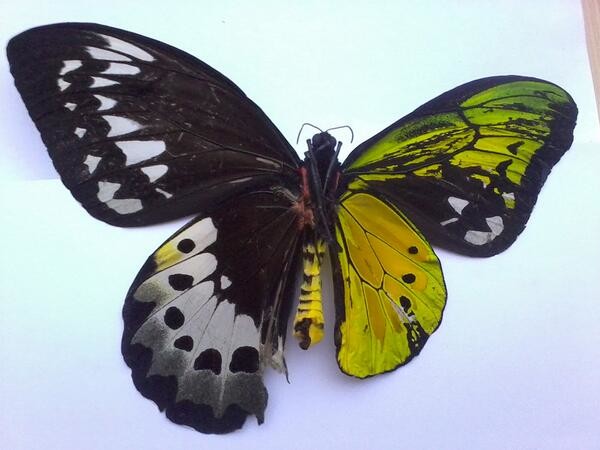 Эта бабочка - двусторонний гинандроморф: наполовину самец, наполовину самка