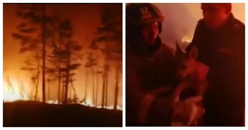 Из страшного лесного пожара спасатели вынесли оленёнка