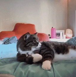 Кошачьи гифки Кошачьи гифки
