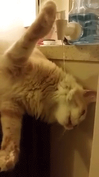 Кошачьи гифки Кошачьи гифки
