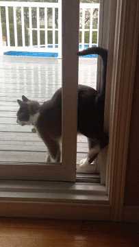 Кошачьи гифки Кошачьи гифки