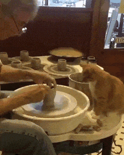 Кошачьи гифки Кошачьи гифки