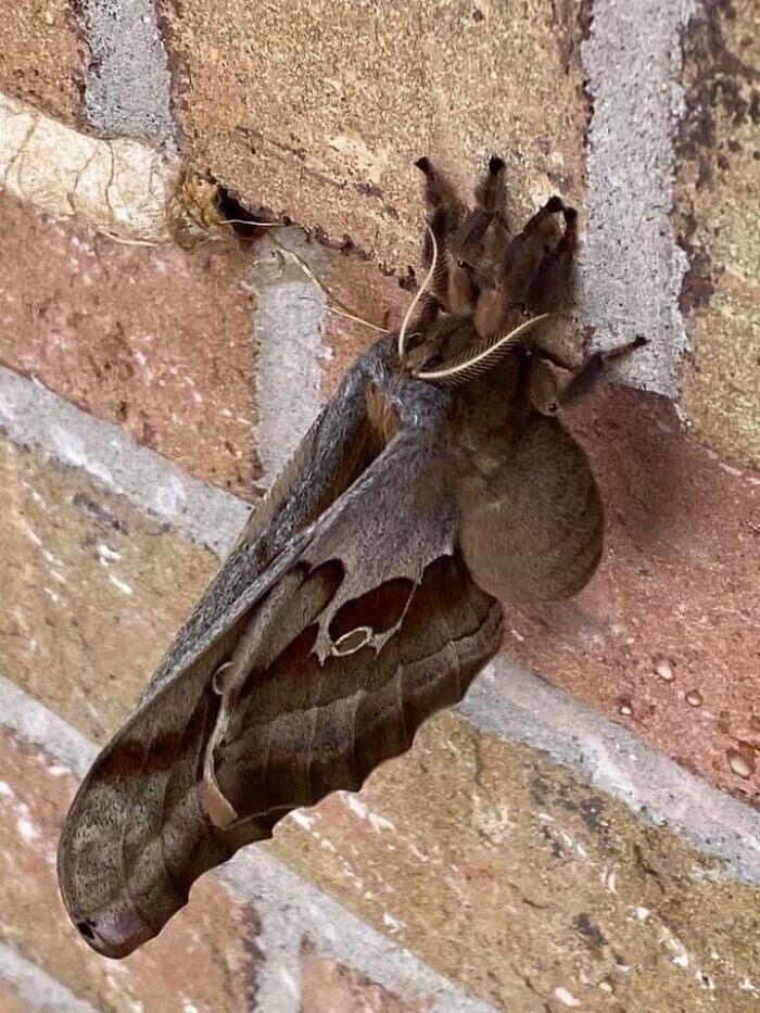 Бабочка Antheraea Polyphemus - просто тарантул с крыльями