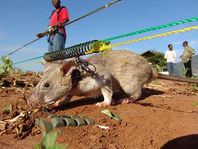 Почему крысы лучше ищут мины, чем собаки