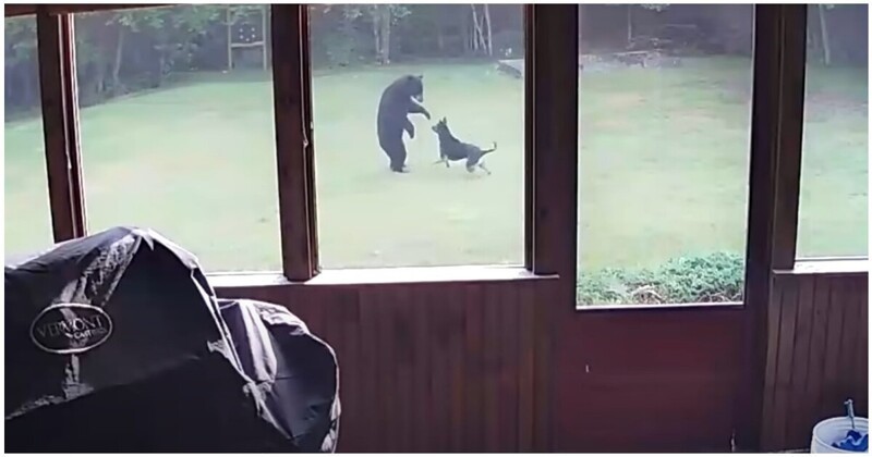 Собака поиграла с медведем во дворе дома американки