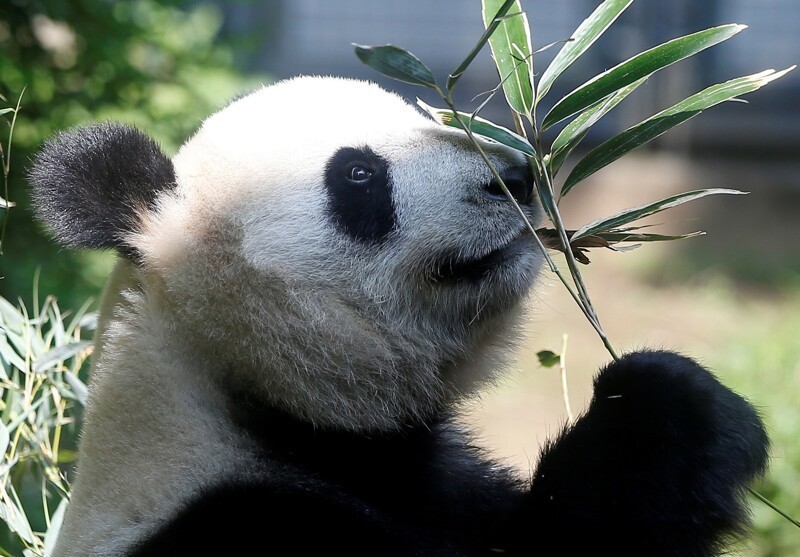 Панды больше не вымирают