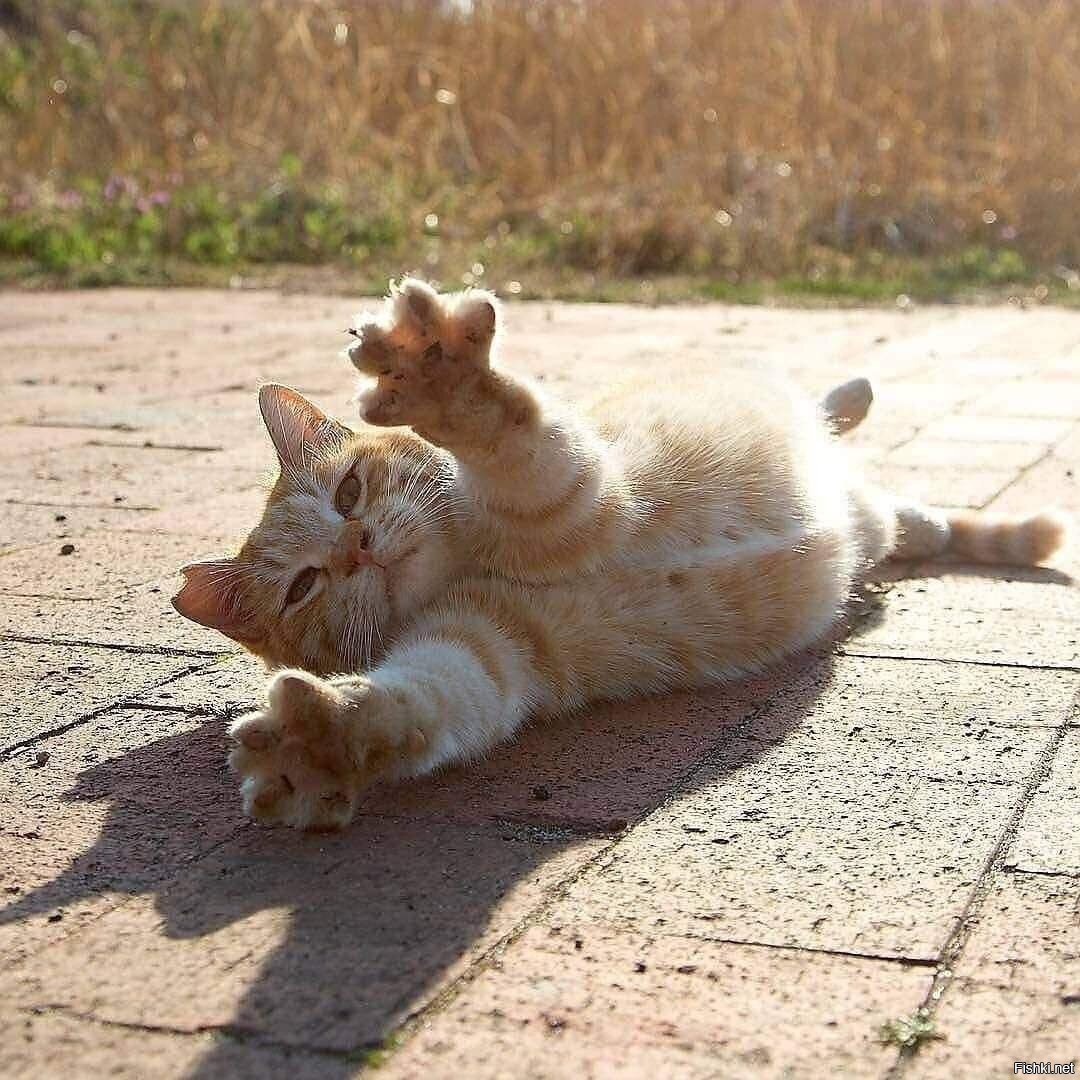 Котёнок и солнышко