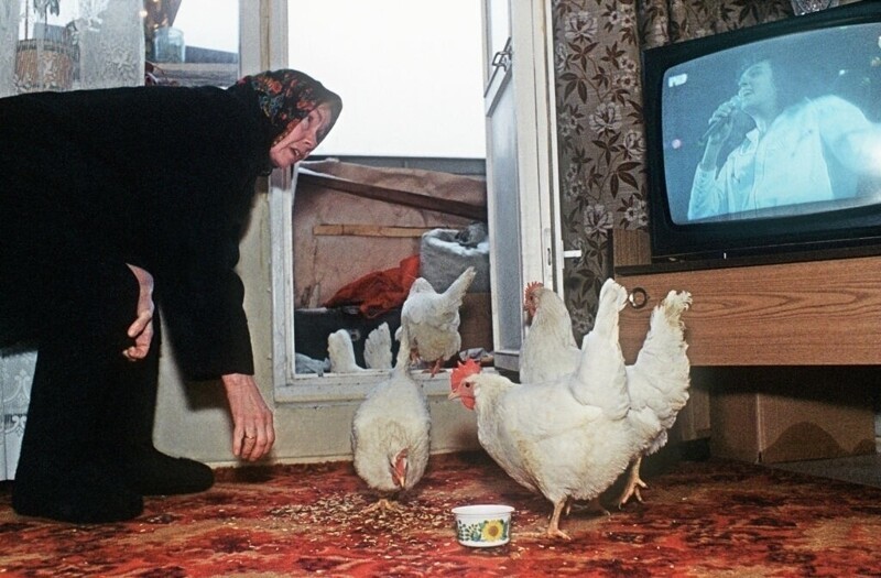 Женщина разводит куриц на мясо в своей квартире на пятом этаже, Москва или Подмосковье, февраль 1994 год