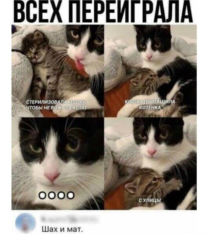 Кот явно переигрывает на фото