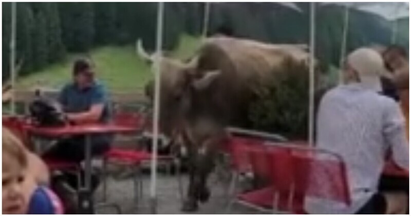 Бессовестная корова шокировала посетителей ресторана