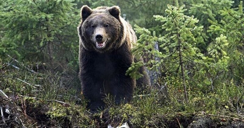 На Камчатке супруги двое суток спасались от медведя на дереве