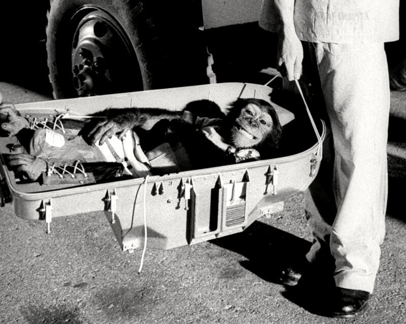 Шимпанзе Хэм (Ham) вернулся на землю из космоса, 1961 год, США