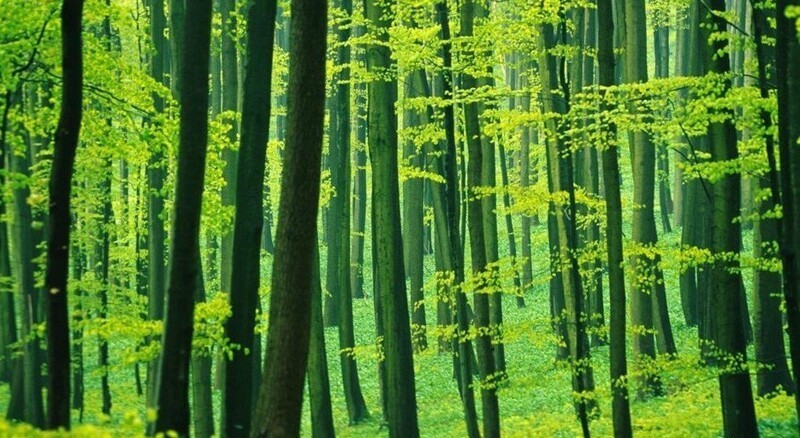 Старые буковые леса - памятник Всемирного наследия