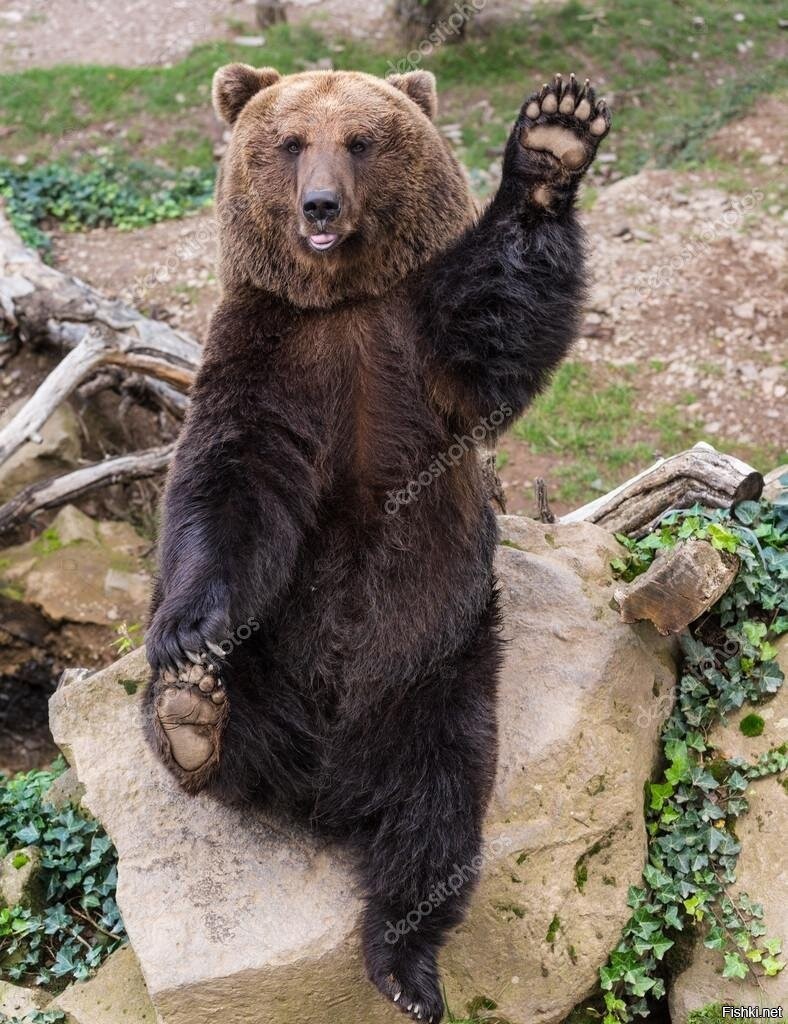 Маша и медведь картинки. Маша и медведь мишка. Родной махать. Родной махать. Маша и медведь медведь.