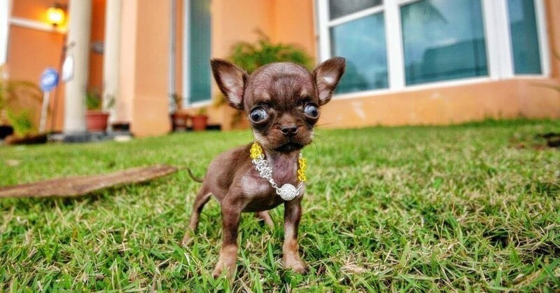 Это самые маленькие собаки в мире