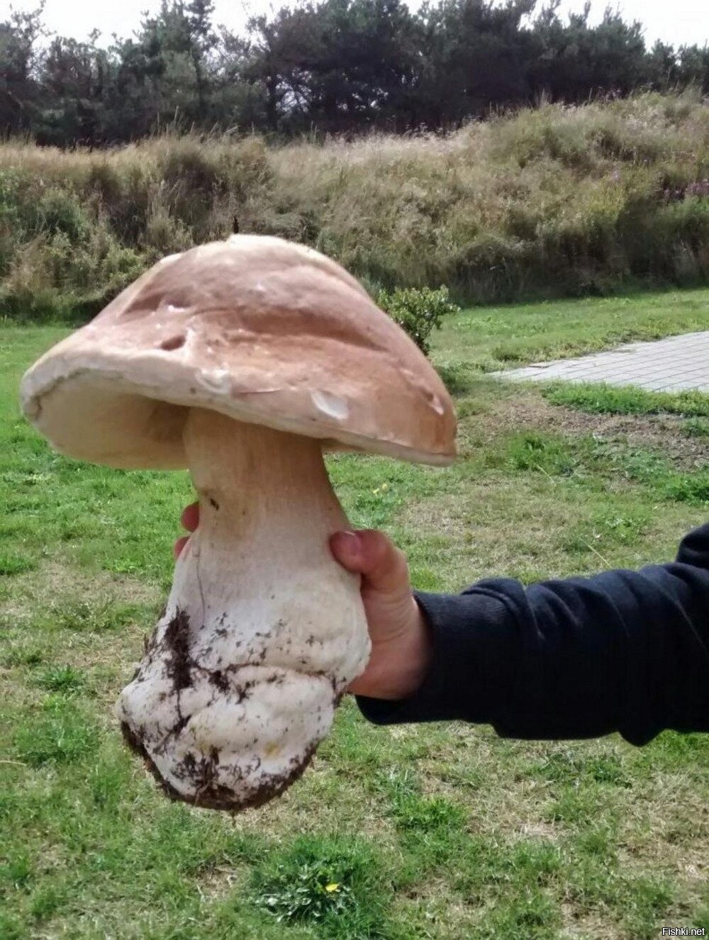 Дождевик гриб большой. Гриб дождевик головач. Огромный гриб. Дождевик головач гигантский. Самый большой гриб.