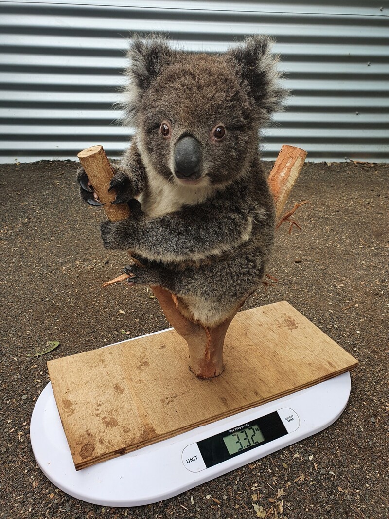 Необычный способ взвешивания коал