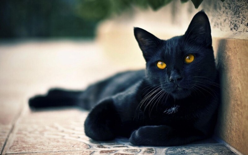 Если черный кот перешел дорогу — быть несчастью.