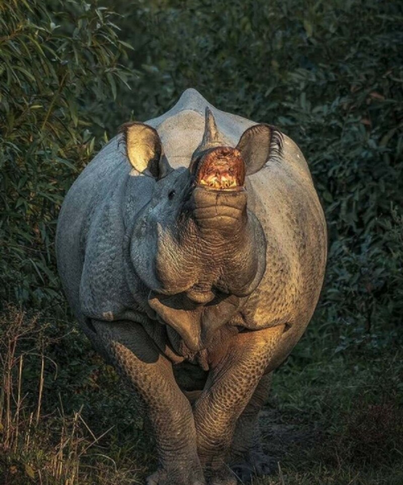 Индийский носорог