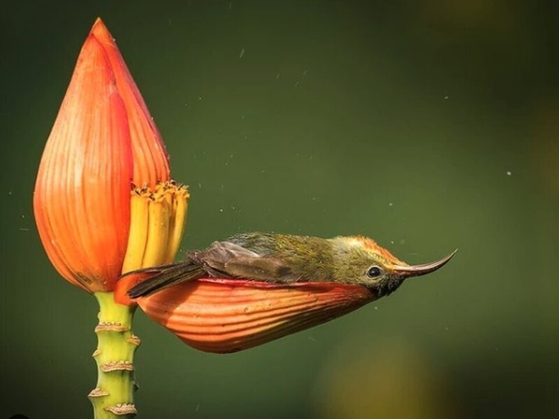 Колибри "купается" в цветке