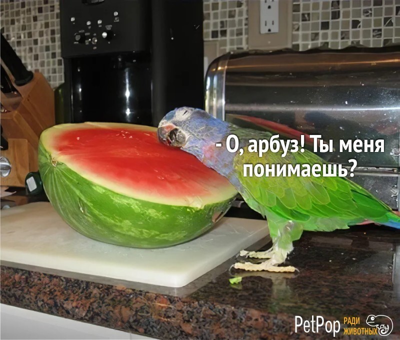 Умора: подборка забавных фото и мемов с птицами