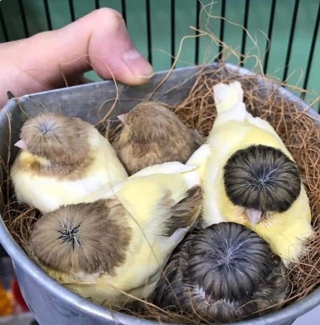 "Нашел сегодня этих птенцов, которые выглядят как корейская K-Pop группа"