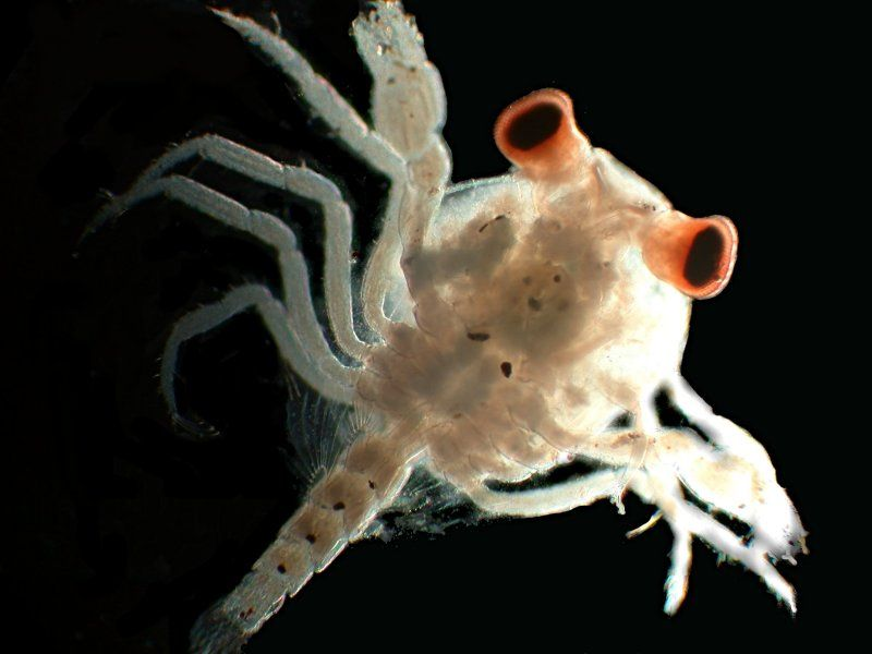 Личинка краба. Мегалопа личинка краба. Crustacea (crustaceans личинка. Зоеа личинка краба. Зоэа личинка.