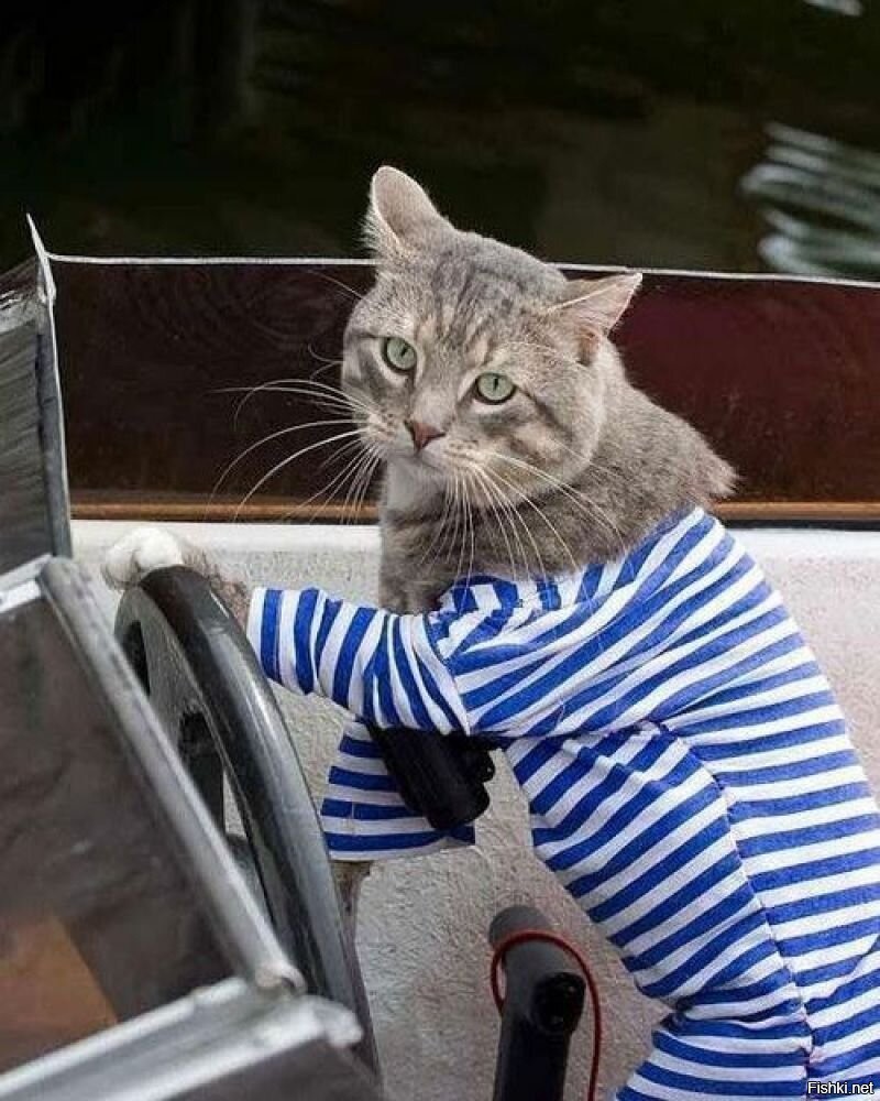 Котик в реальной жизни. Кот в тельняшке. Кот Матроскин в тельняшке. Кот моряк. Кот десантник.