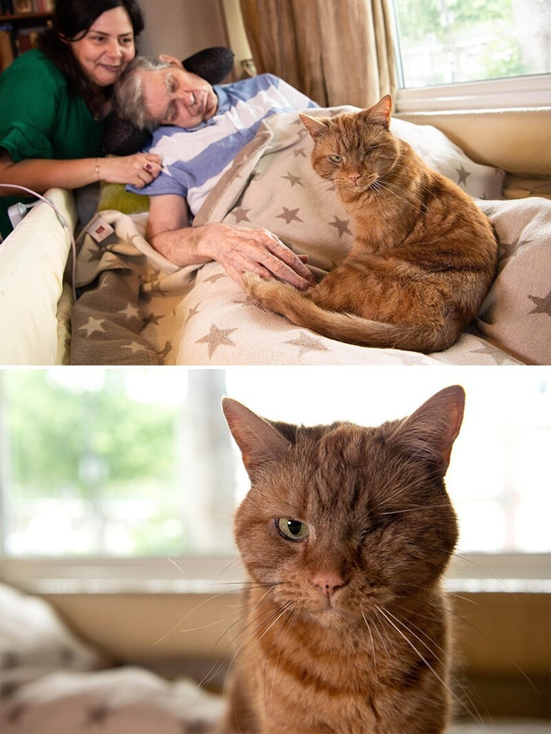 Котик Борис помог хозяину с инсультом
