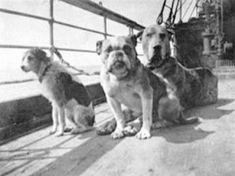 Собаки, пережившие крушение Титаника. На борту было 12 собак, но выжить удалось только трем. 1912 год