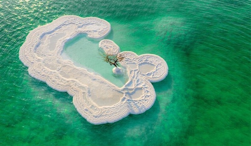 "Древо жизни", растущее на соляном острове посреди Мёртвого моря