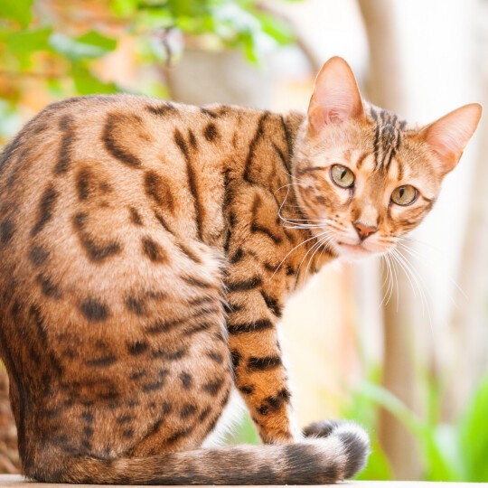 В Бельгии запретили разводить некоторые породы кошек. Шотландские вислоухие, бенгальские и саванны