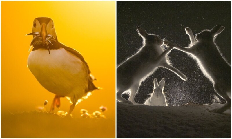Атмосферные фото ночной дикой природы с конкурса WildArt