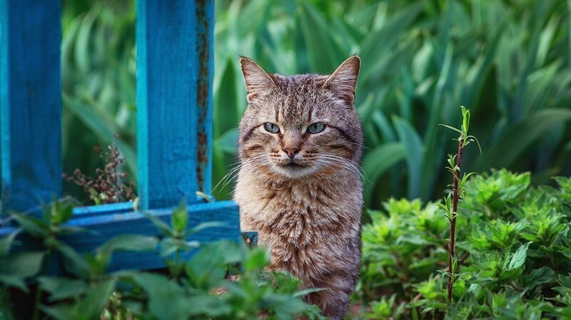 Очень милые котики